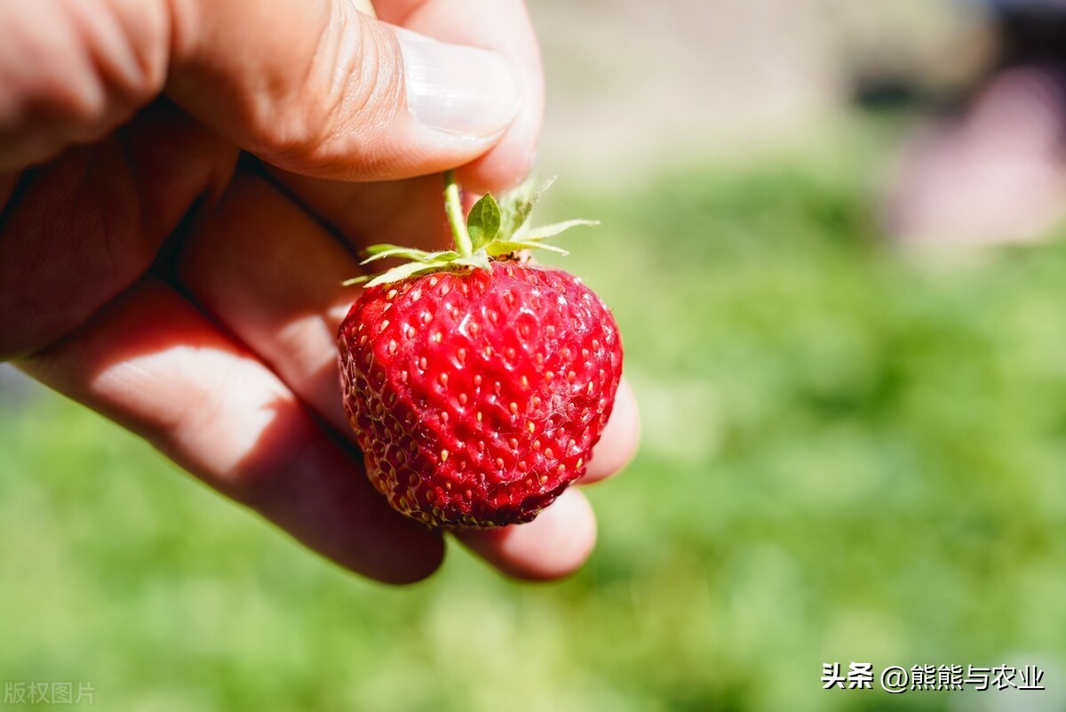露天草莓种植视频播放,露天草莓种植方法