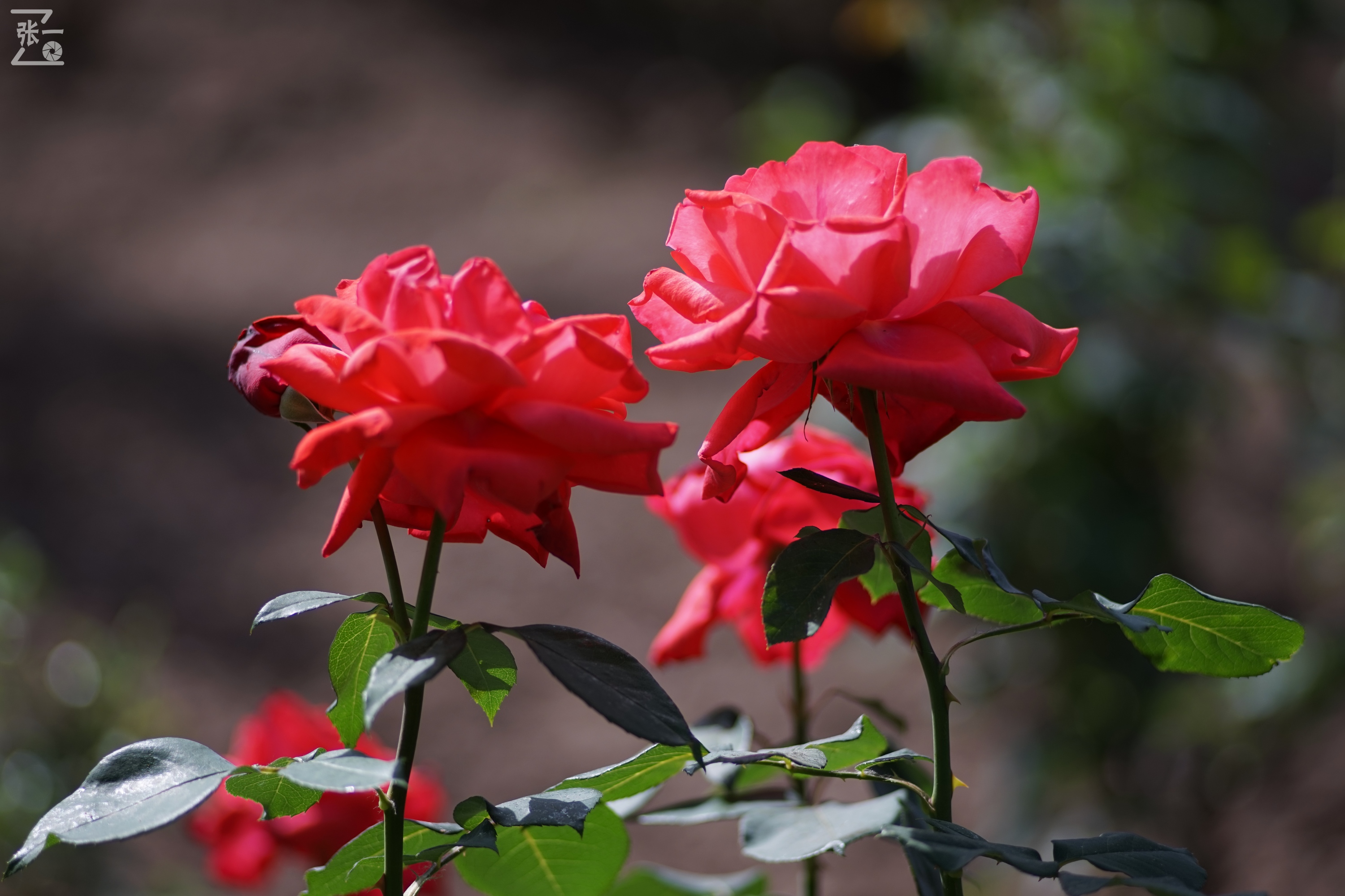 蔡司sonnar50毫米,蔡司sonnar镜头生产年份