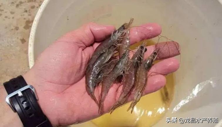 对虾孢子虫的塘口怎么处理,对虾肝肠孢虫脱离宿主能存活多久