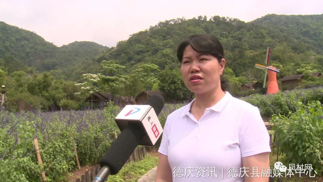 德庆盘龙峡薰衣草基地图片,德庆盘龙峡薰衣草园门票