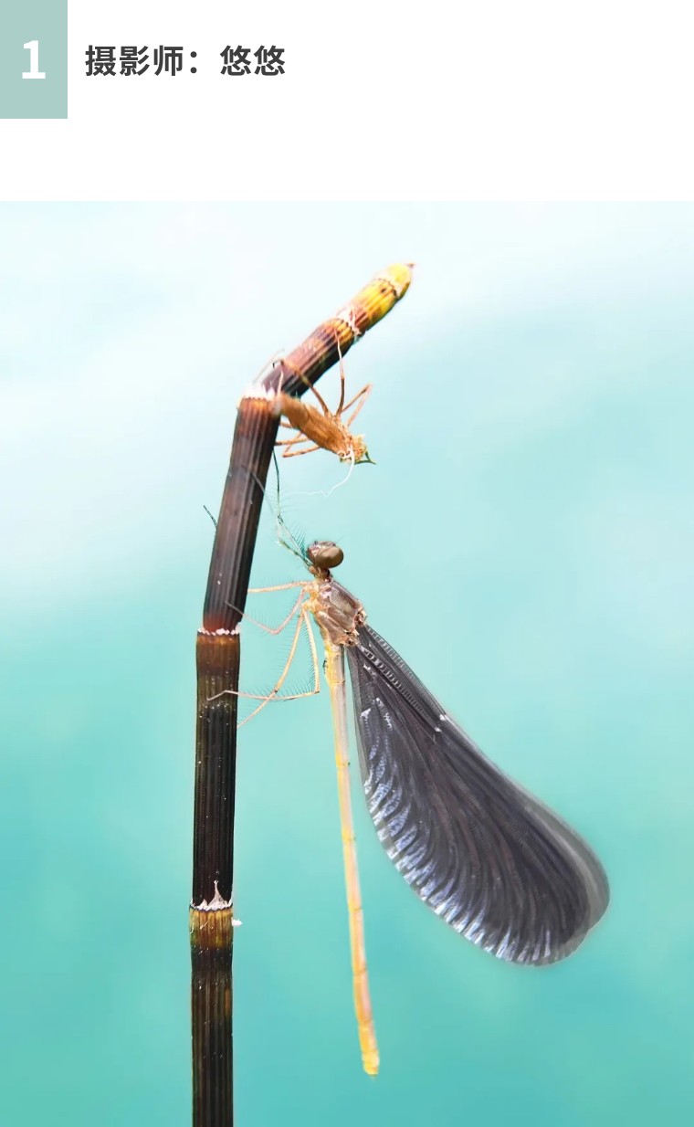 手机拍照：荷香四溢的摄影之旅！（影展点评第656期）