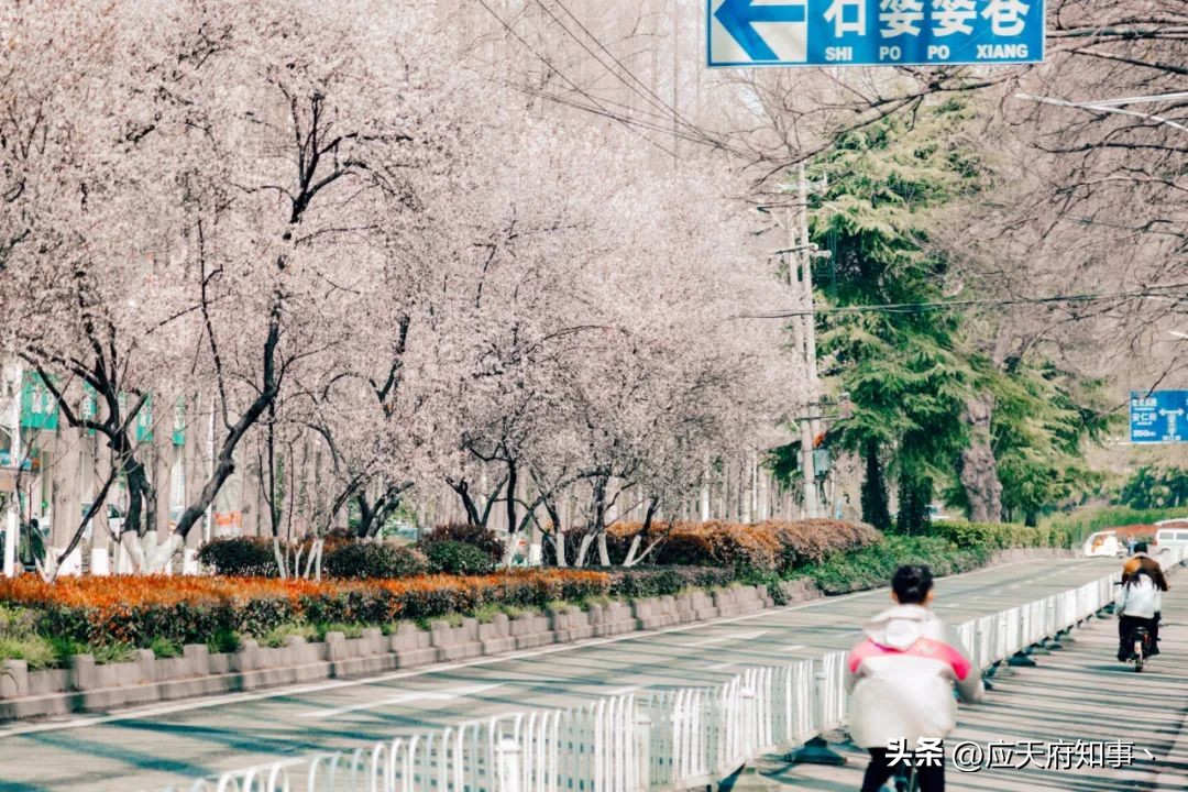 梧桐树寄托乡愁的诗句,关于南京的梧桐树文章