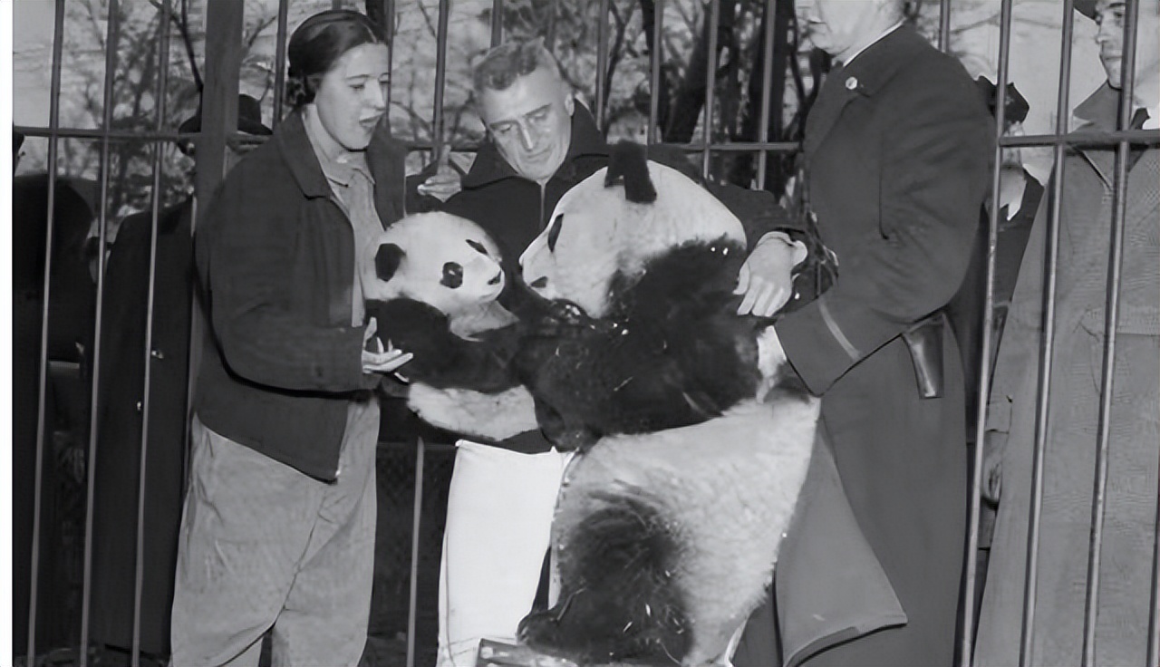 大熊猫丫丫出国前的样子,大熊猫丫丫还有几年回国