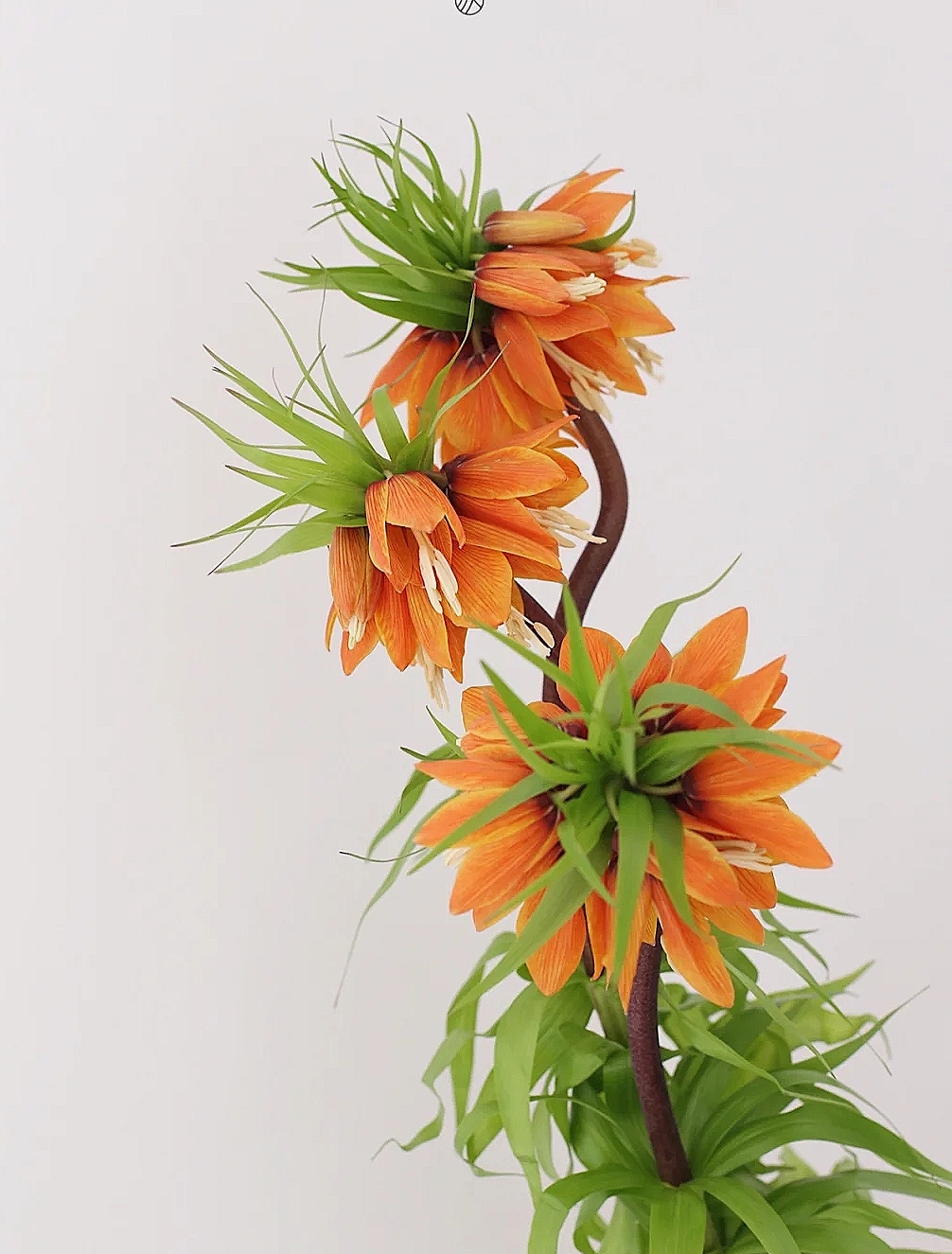 花艺教程花材打理知识,花艺教程常用花材及叶材有哪些