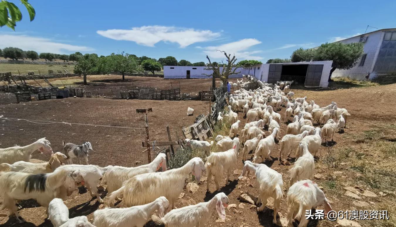 bubs羊奶粉缺货,bubs羊奶粉为什么涨价
