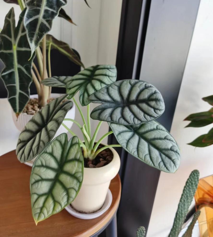 瞬间提升室内高级感的5种绿植,家里最适合养的高级感绿植