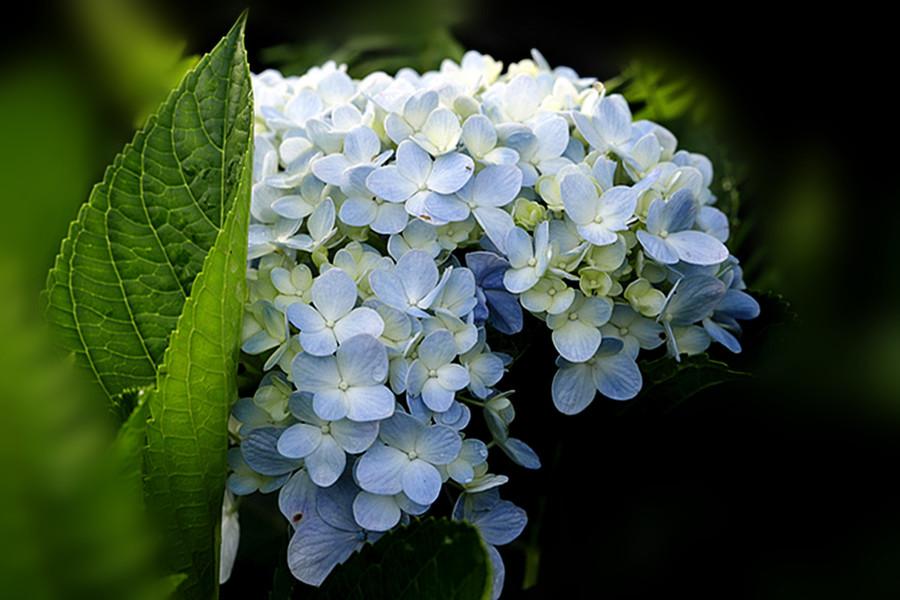 与植物有关的成语是树寒什么什么,与植物有关成语