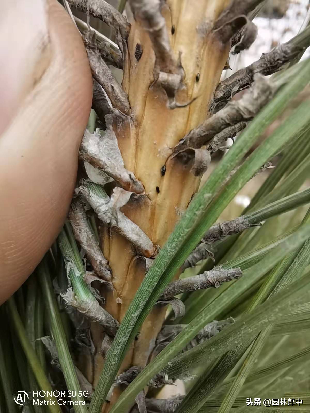 松大蚜为害标准,松树防螟虫