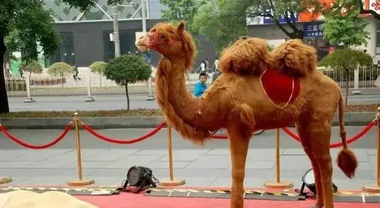 被印第安人猎杀的动物,被猎杀濒临灭绝的动物