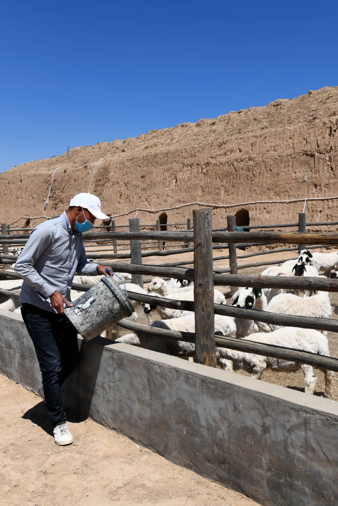 甘肃金昌的羊肉和盐池滩羊,盐池滩羊和横山羊肉