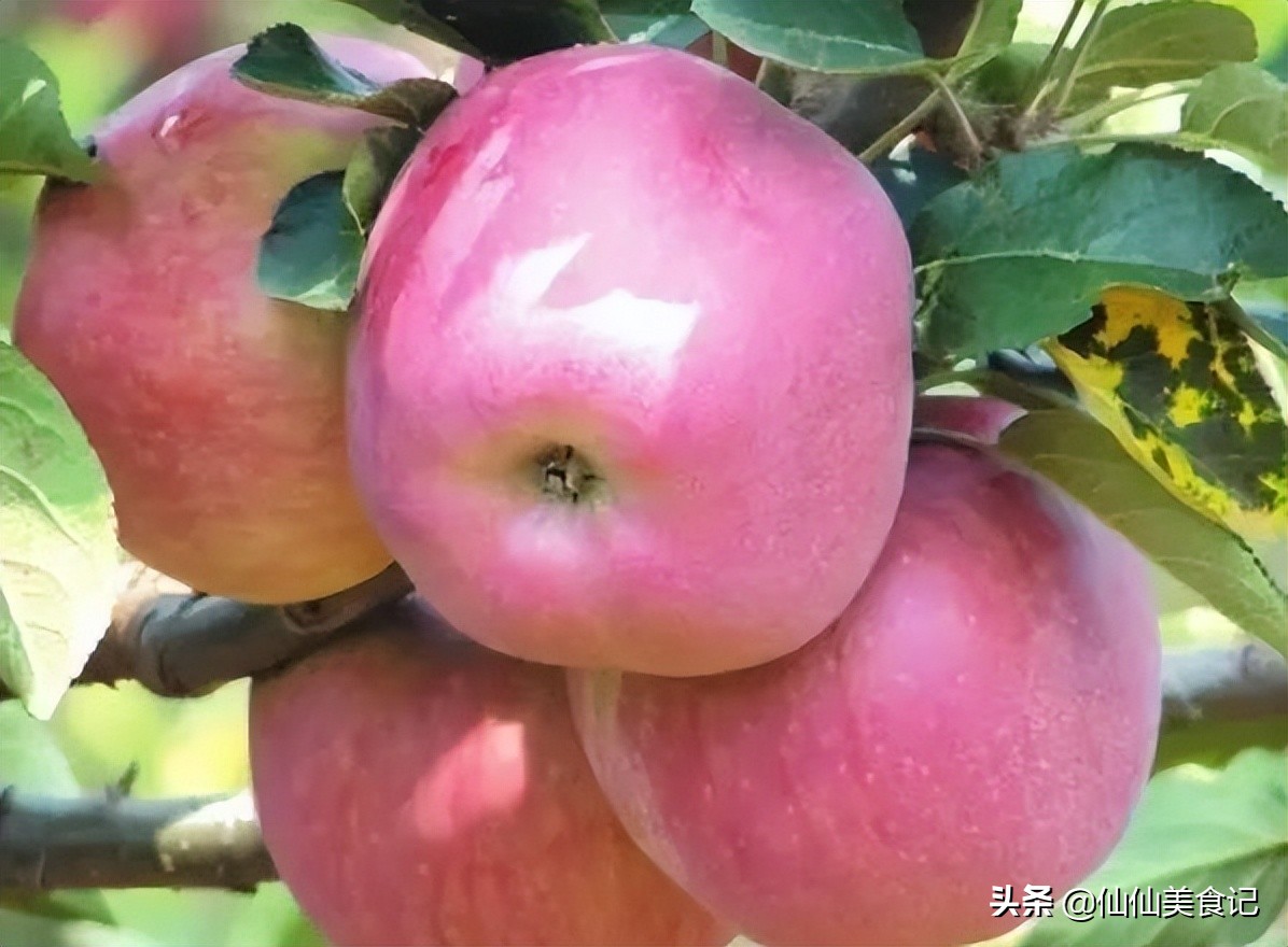 洛川苹果和阿克苏苹果哪个更好吃,中国哪里的苹果最好吃又甜又脆