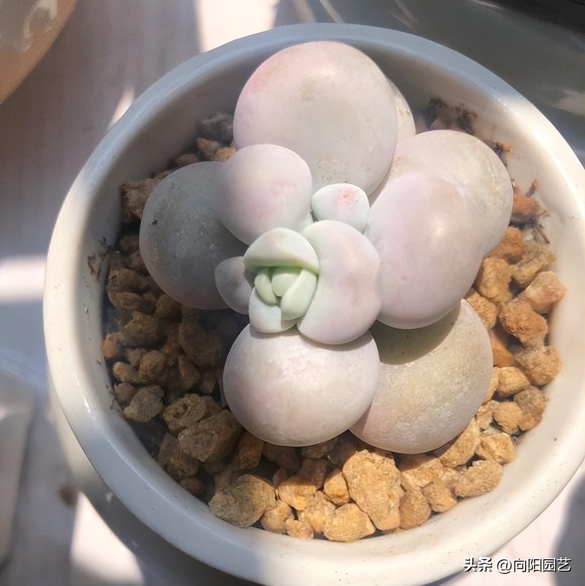 春天买多肉怎么养,春天新买的多肉怎么养才能养好