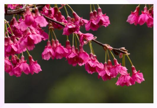 浪漫樱花的季节,满树烂漫樱花