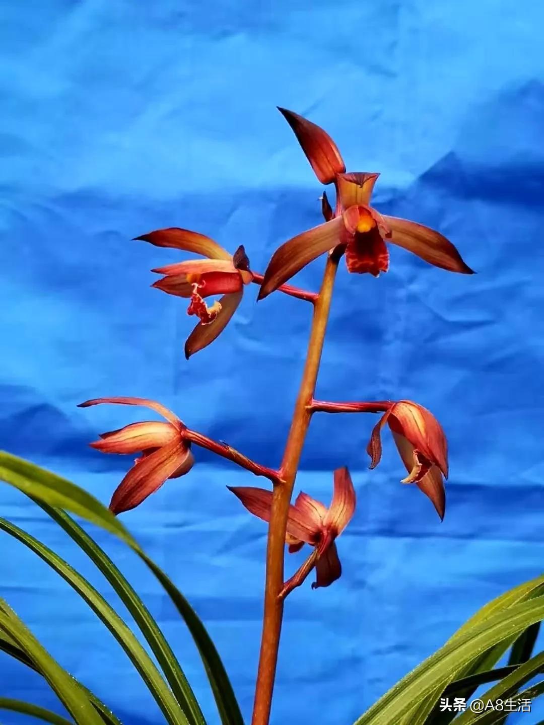 每日一品花卉,每日一品中国兰花春兰