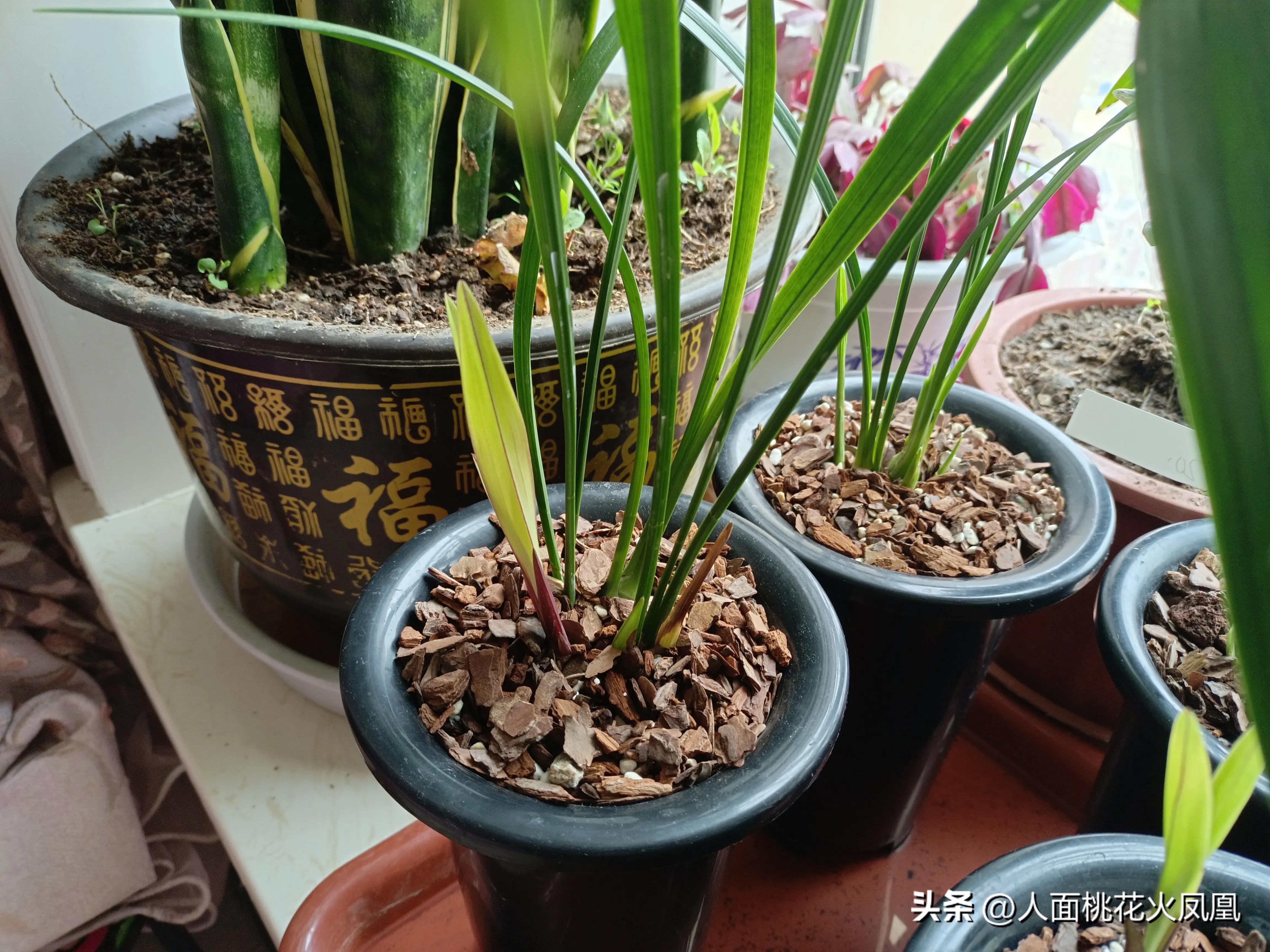 建兰不长新芽是什么原因,建兰花不开花是怎么回事