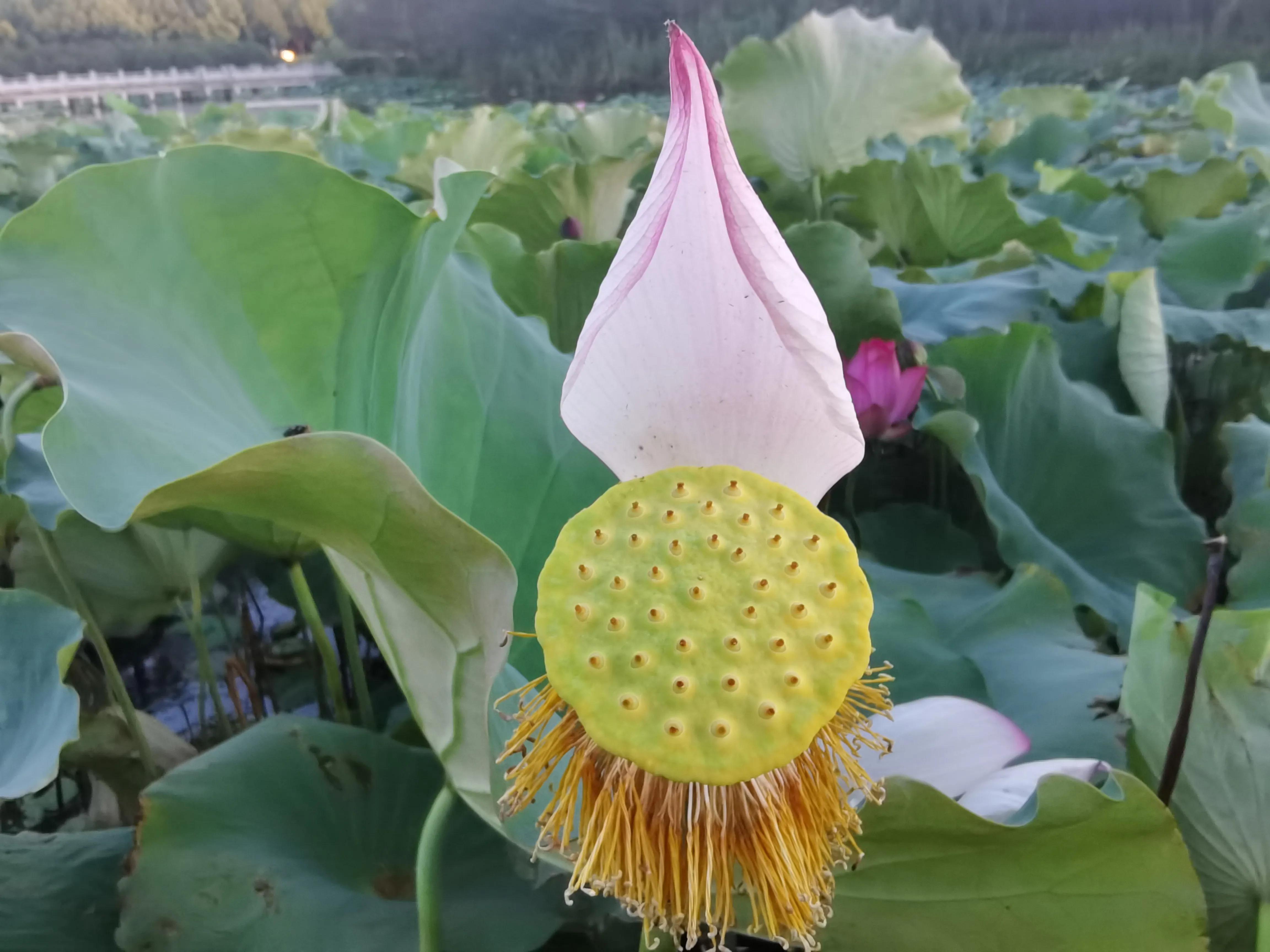 又见荷花香,池塘荷花仍飘香