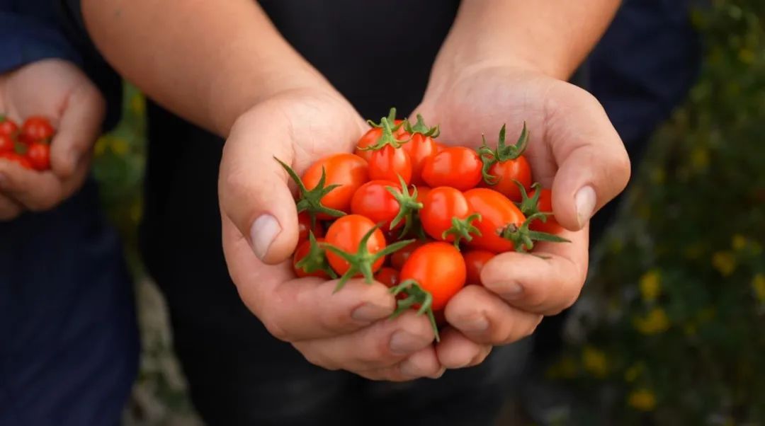 云天化“乡村振兴大地故事”——76万元的“特”果