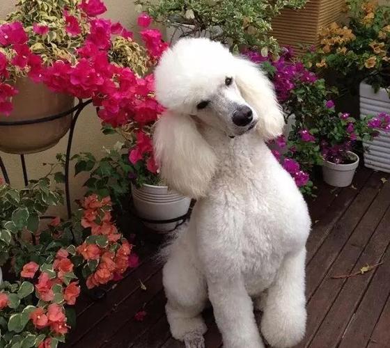 省心的狗狗排名前十名,让狗狗省心省力