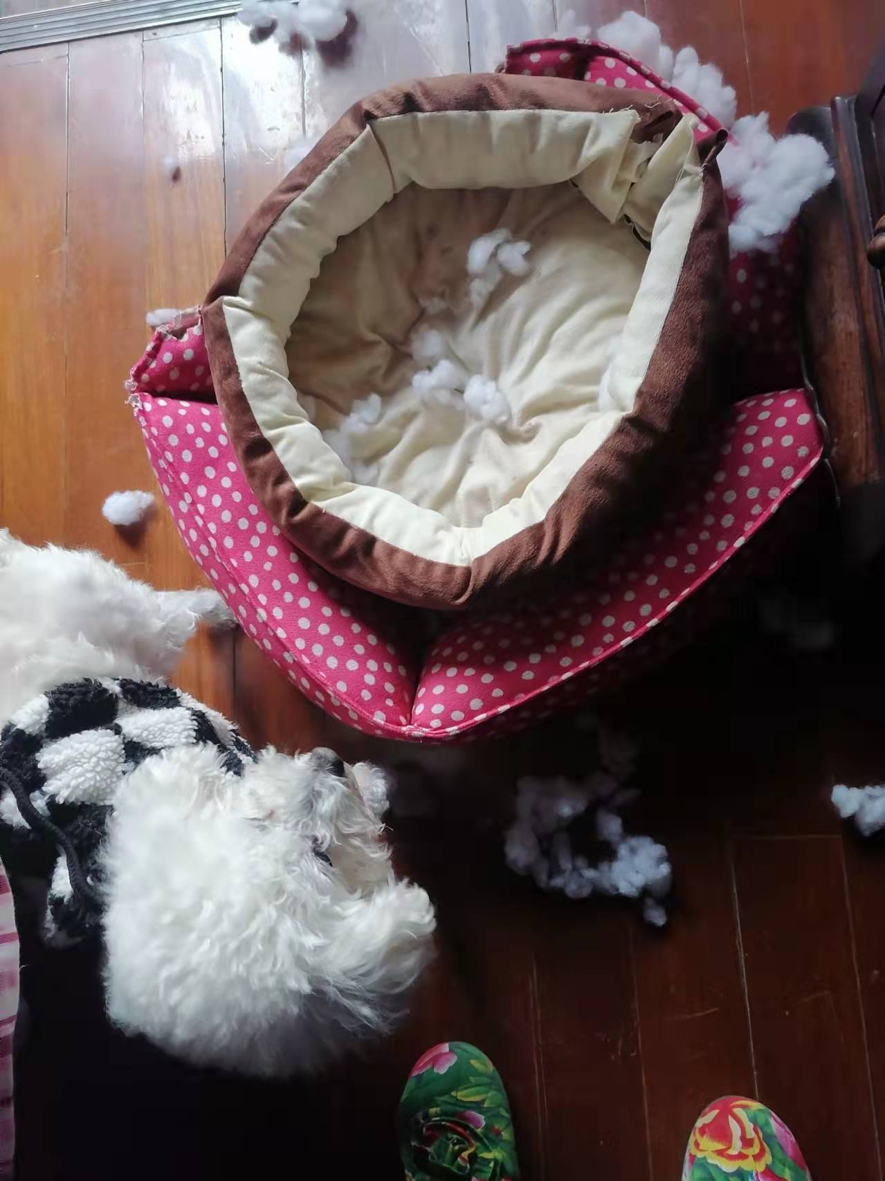 狗粮怎么挑选狗粮避坑指南,狗粮怎么选湿粮和干粮呢