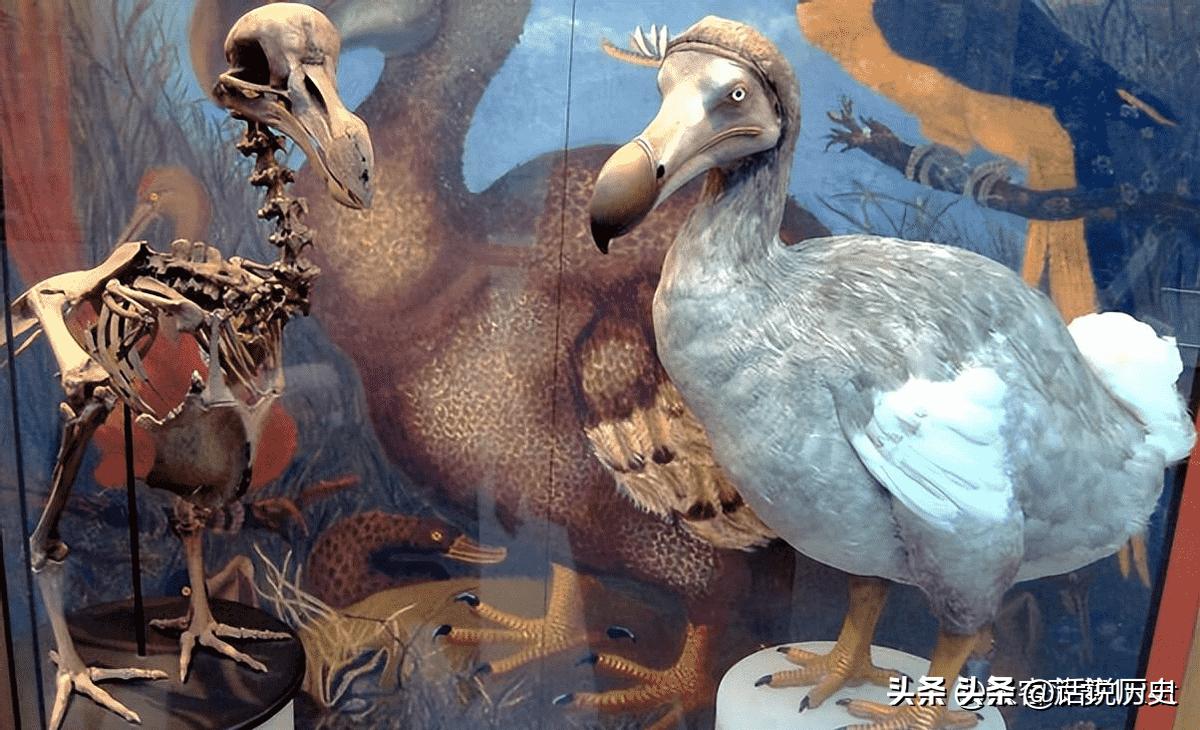 日本侵华施暴照：图6日军随军记者镜头里面的苏州姑娘,2