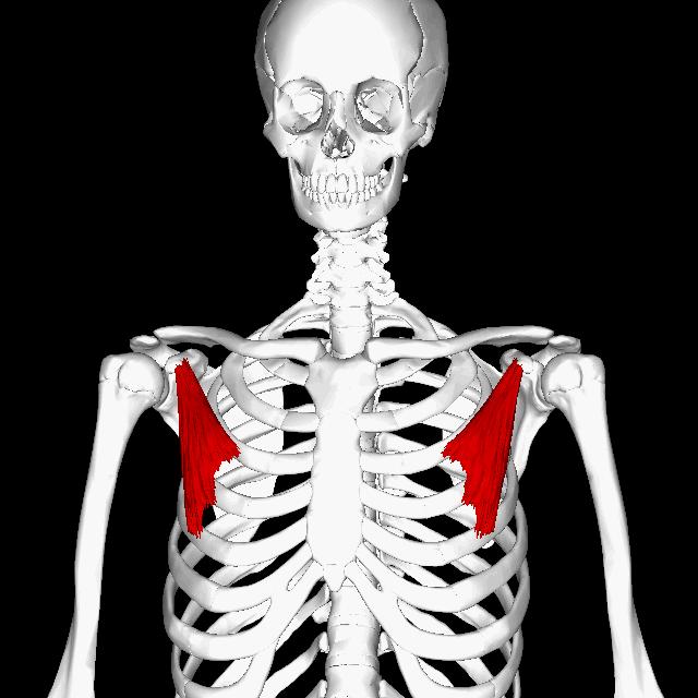 圆脸女明星拍照为什么没有双下巴,女明星圆肩对比