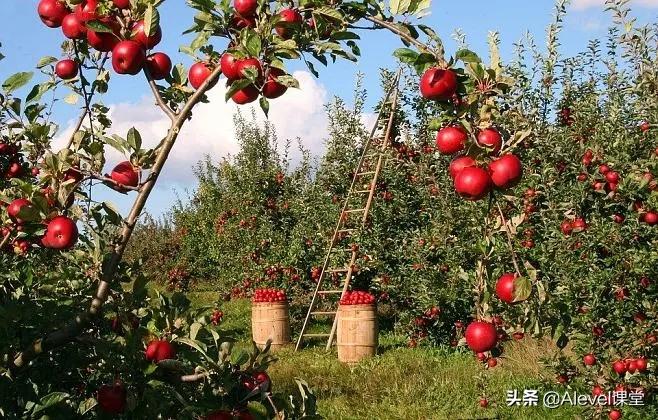 Alevel/AP经济A*学习笔记：什么是汇率，什么是实际汇率