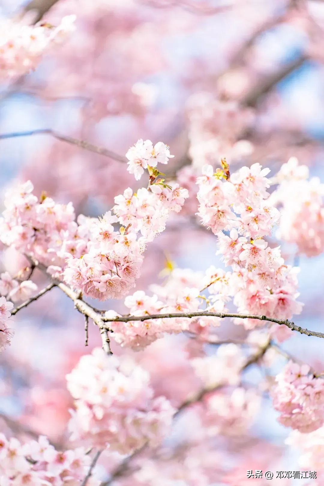 武汉樱花自由行攻略路线,武汉赏樱花两天一夜旅游攻略