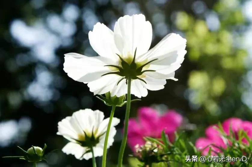 怎么才能在头条里发表文章挣钱,在头条写文章发表怎么挣钱