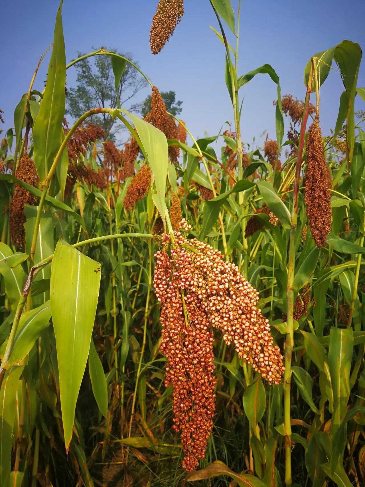 为什么你不你预留部分钱来购买营养物质呢？