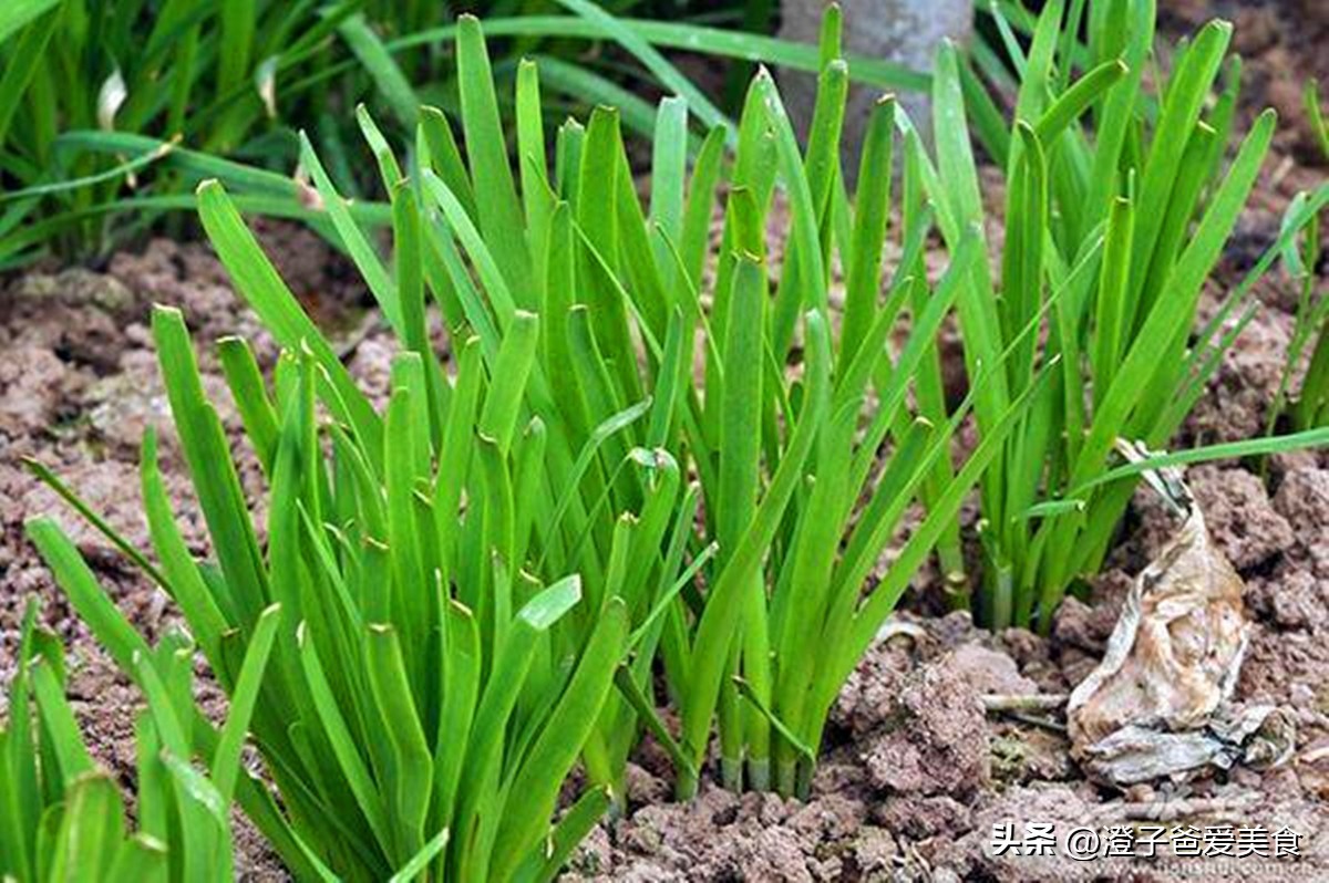 身边的天然解毒王给肝脏祛毒,四种食物是肝脏的解毒王