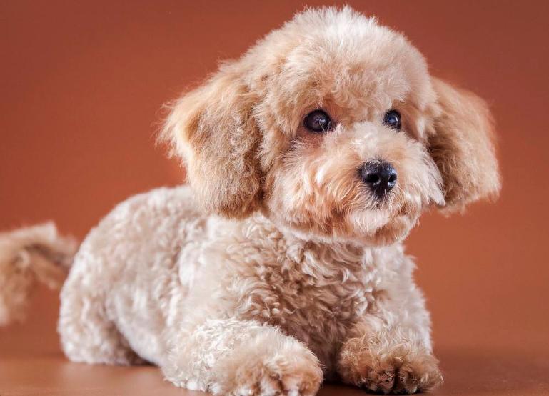 为什么泰迪喜欢咬陌生人的手,为什么泰迪爱咬尾巴