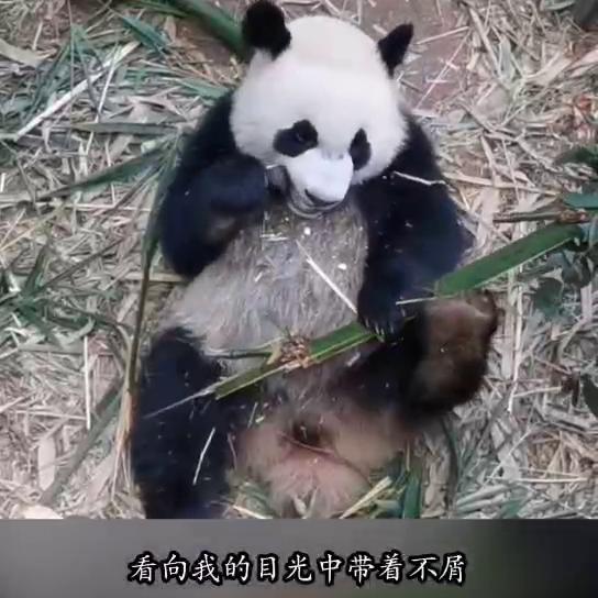 鎬昏澶т汉涓庣伆濮戝,鎬昏澶т汉鍜岀伆濮戝