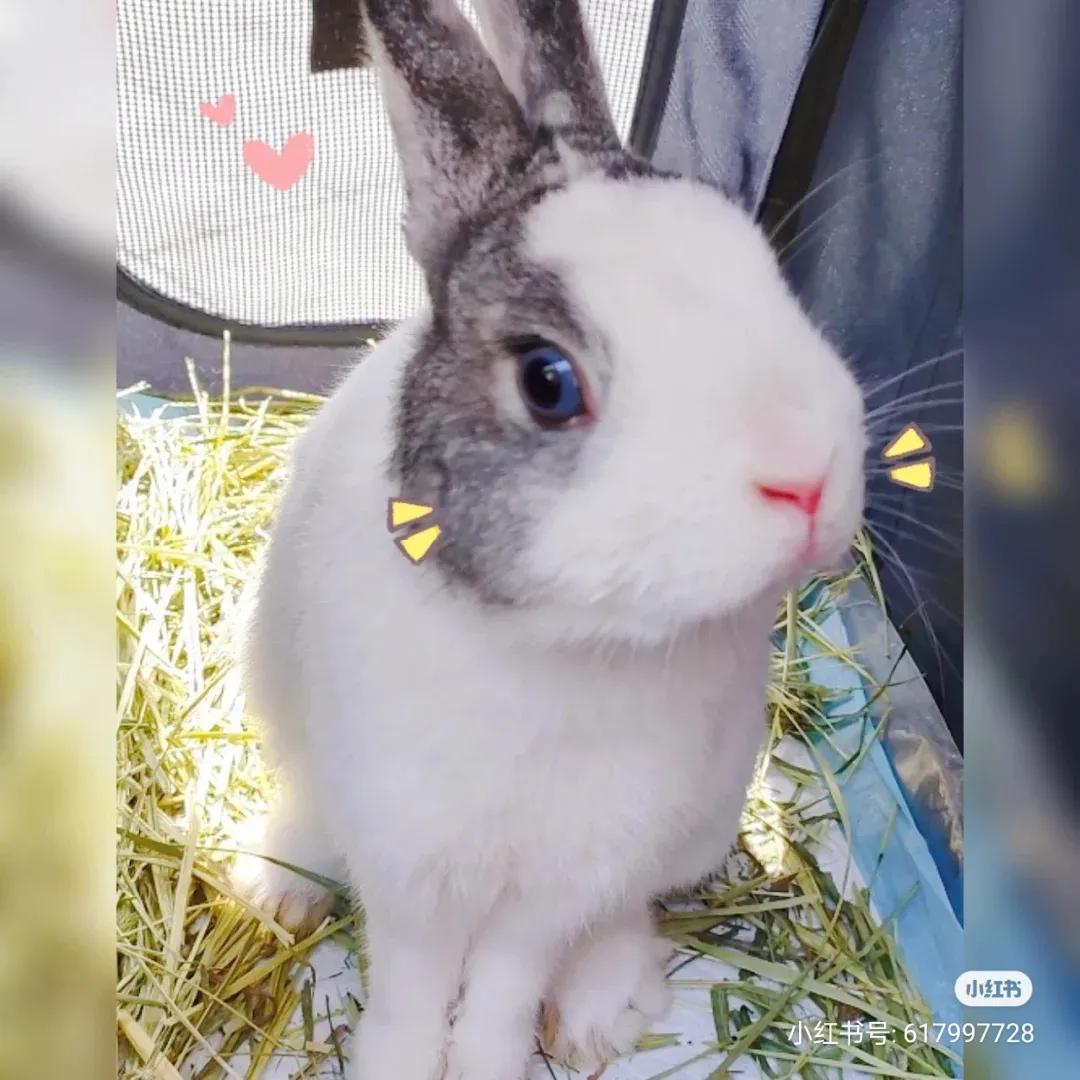 养兔记录,养兔记观察日记