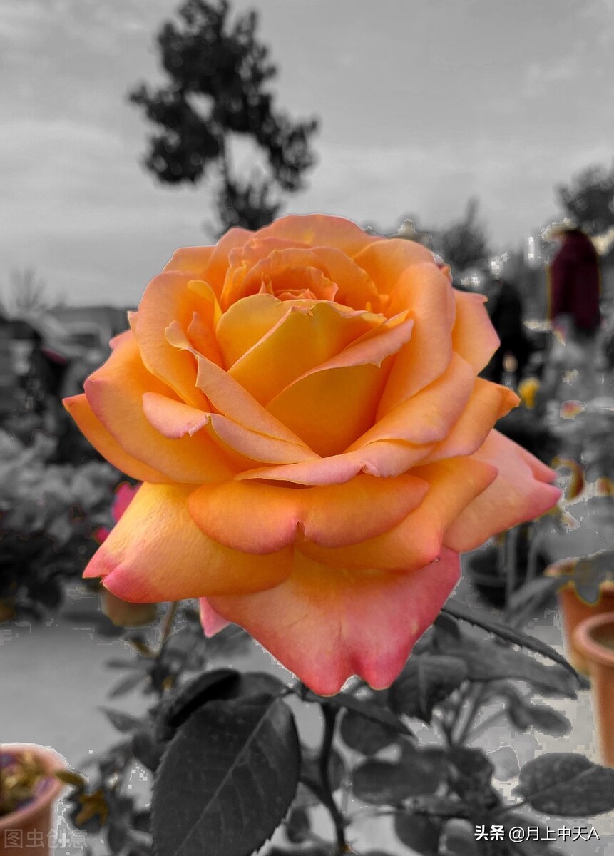 咏月季花七绝,咏月季花七绝七言诗