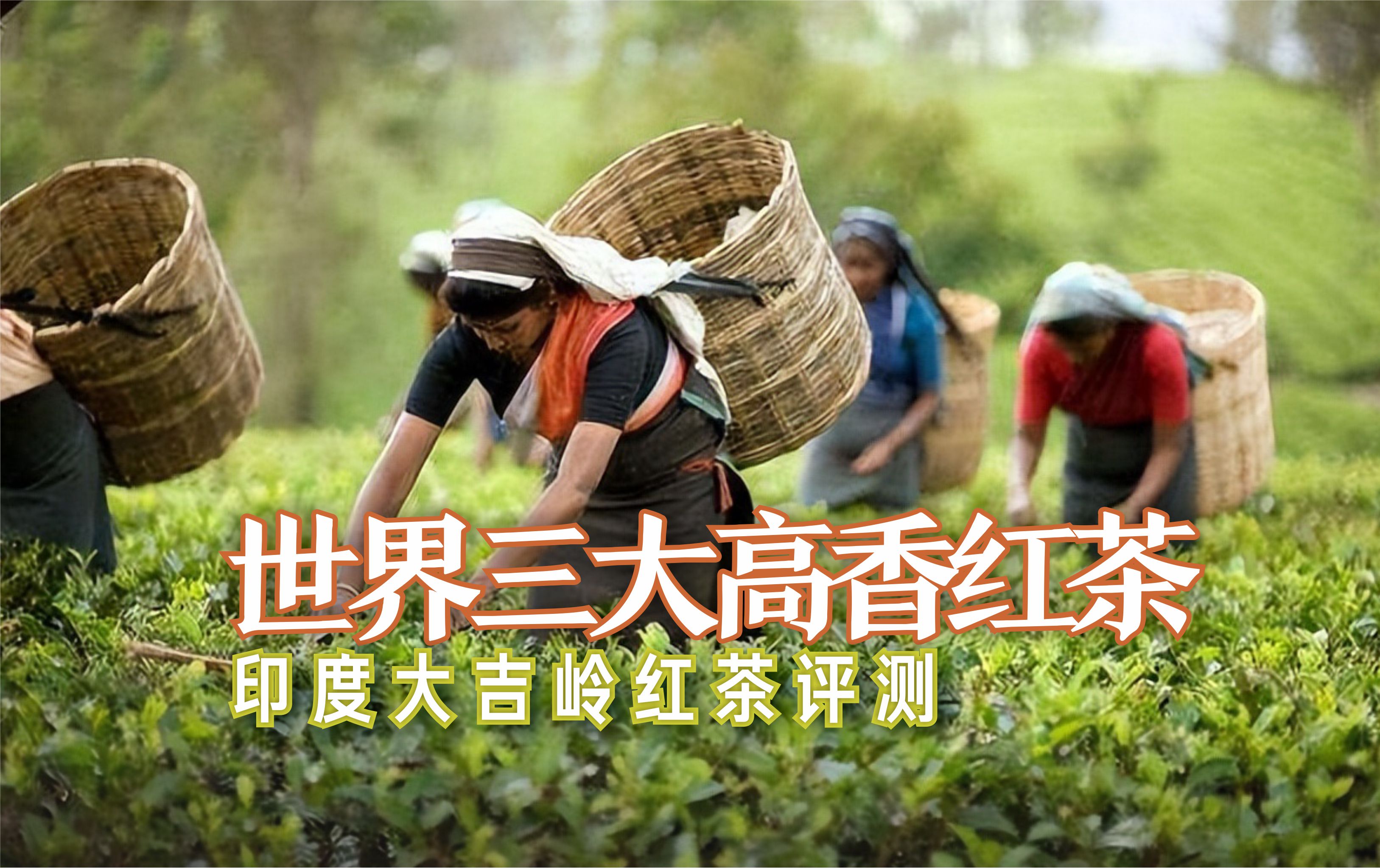 三大高香红茶耐泡程度,世界三大高香红茶是哪些茶
