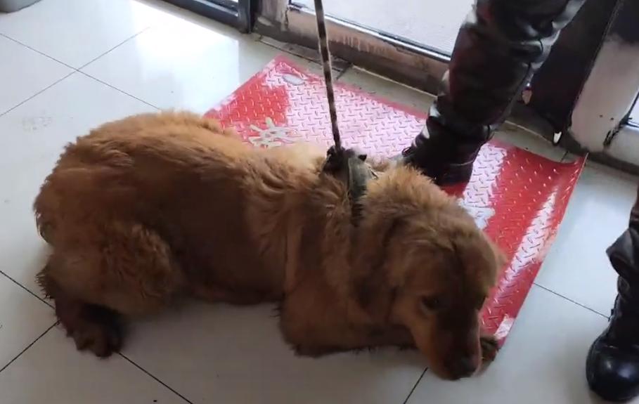 黑龙江狗狗被弃养,金毛被多次抛弃后跑回家