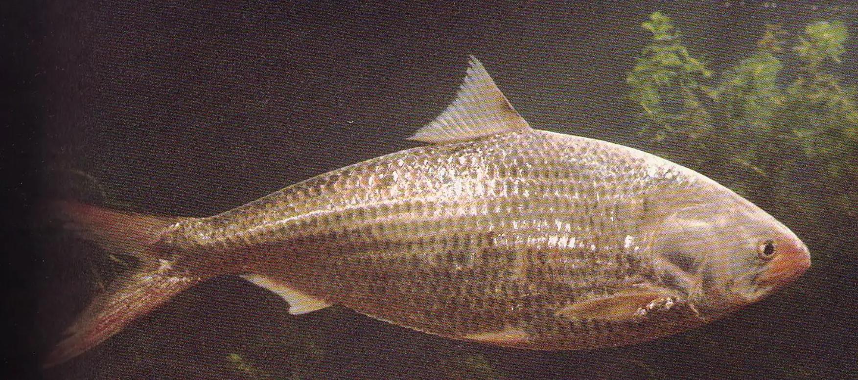 长江野生鲥鱼还有没有,现在长江鲥鱼怎么样了