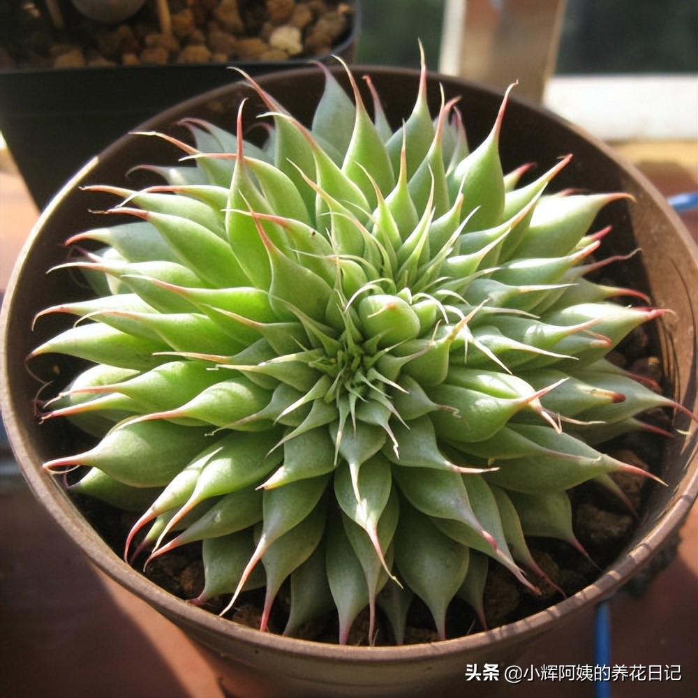 多肉银星,多肉卡罗尔简介