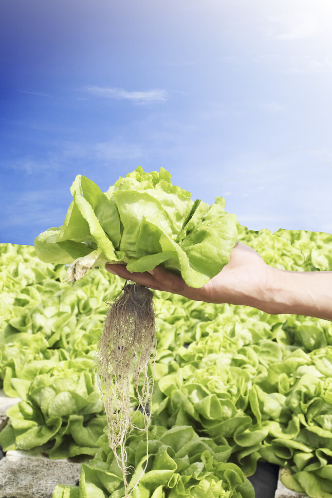 水培蔬菜怎么样才能发芽,水培蔬菜口感如何