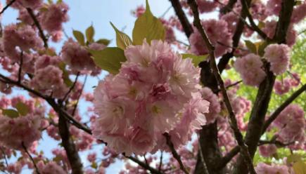 哈工大歧视保研双非吗,哈工大深圳校区保研率是多少