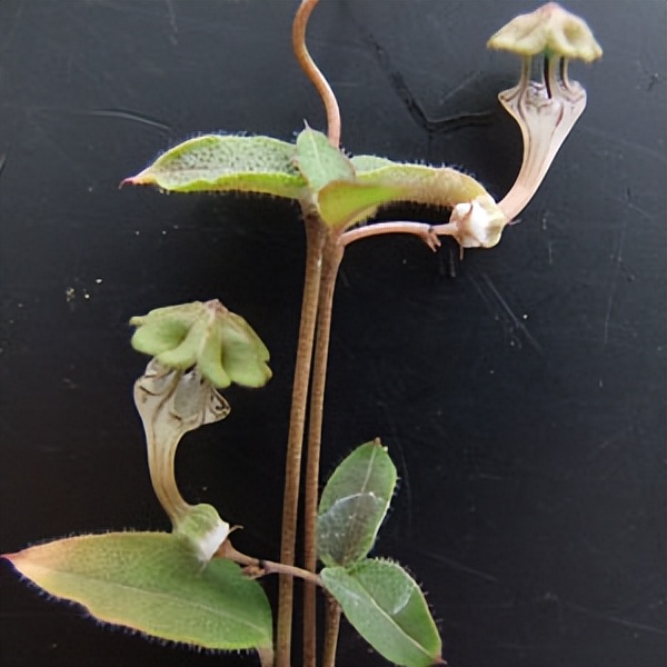 102个大类近500个多肉植物图片，都极其美丽，建议在家中也养一盆