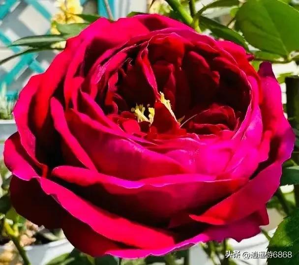 月季花美图,皇宫月季花花苞不密集