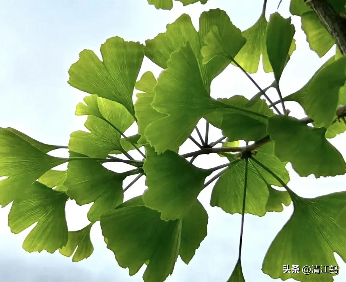 鸭掌木病害图谱及防治,鸭脚木的病害和治疗方法