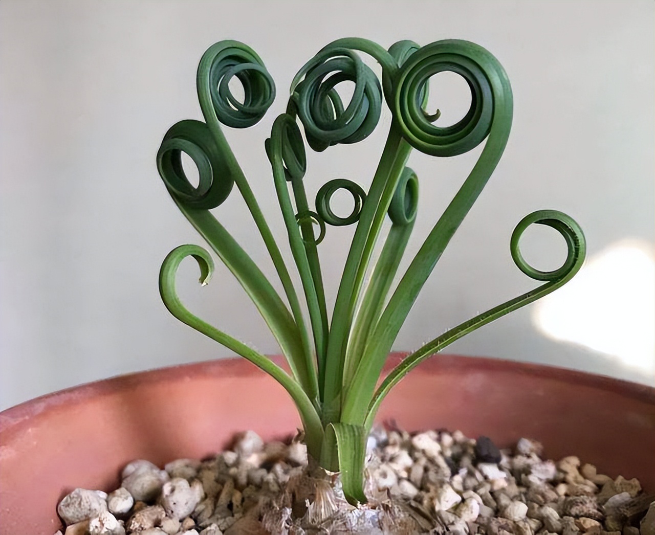 8种多肉太上头，外形独特又可爱，让人直呼太有趣了