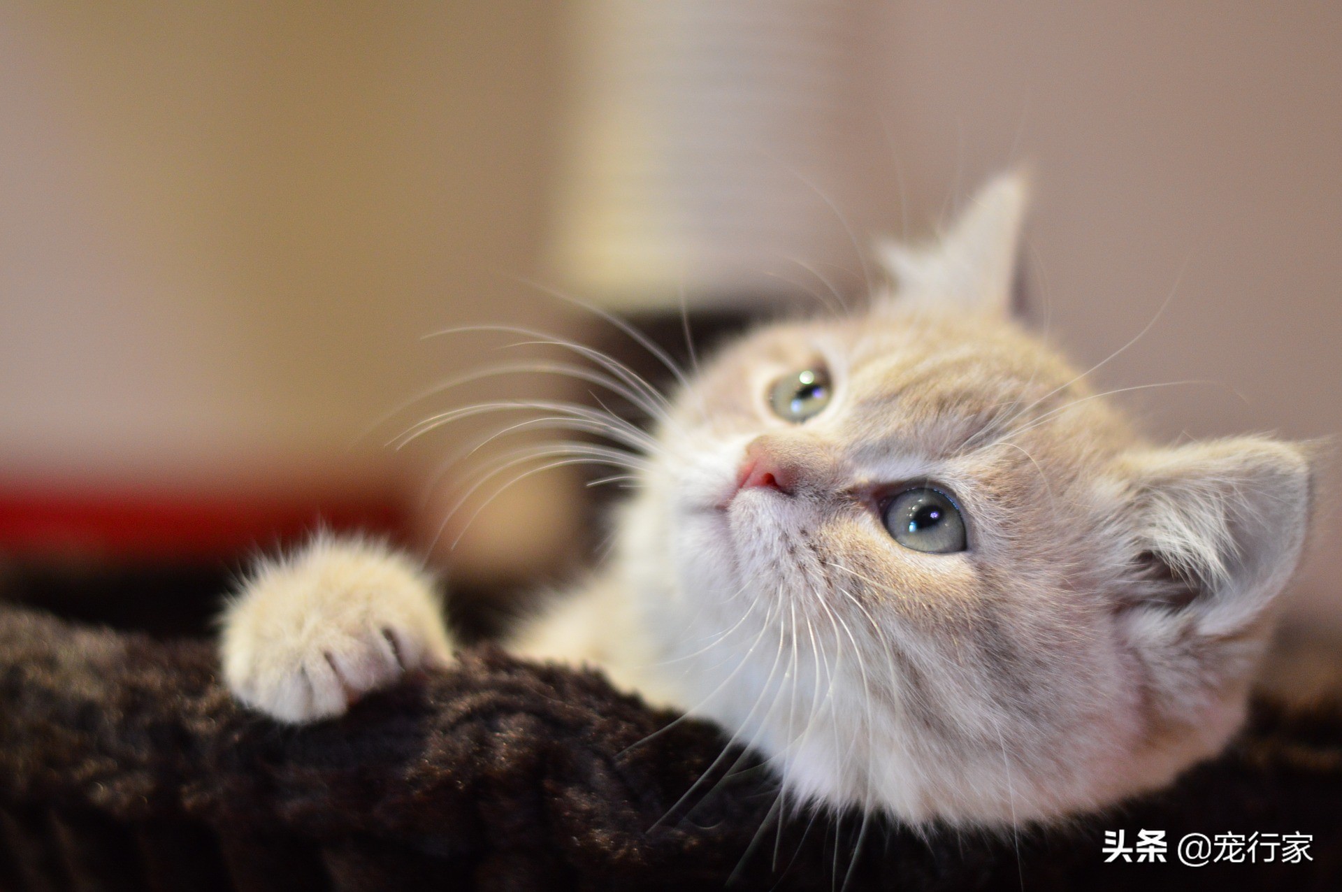 为什么猫屎砂盖不住猫屎,猫上厕所味道很大用什么猫砂