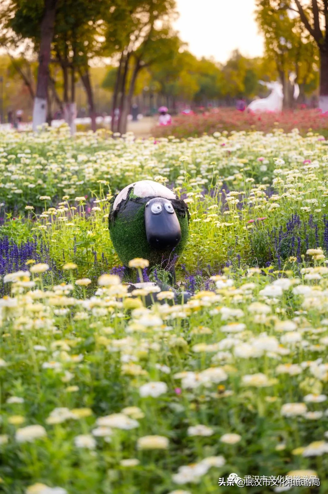汉口江滩即将迎来百亩花田花海,汉口江滩紫色花海