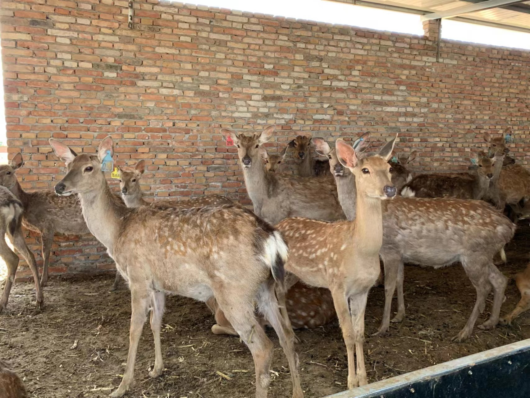 梅花鹿养殖的前景怎样,养殖梅花鹿的前景和利润