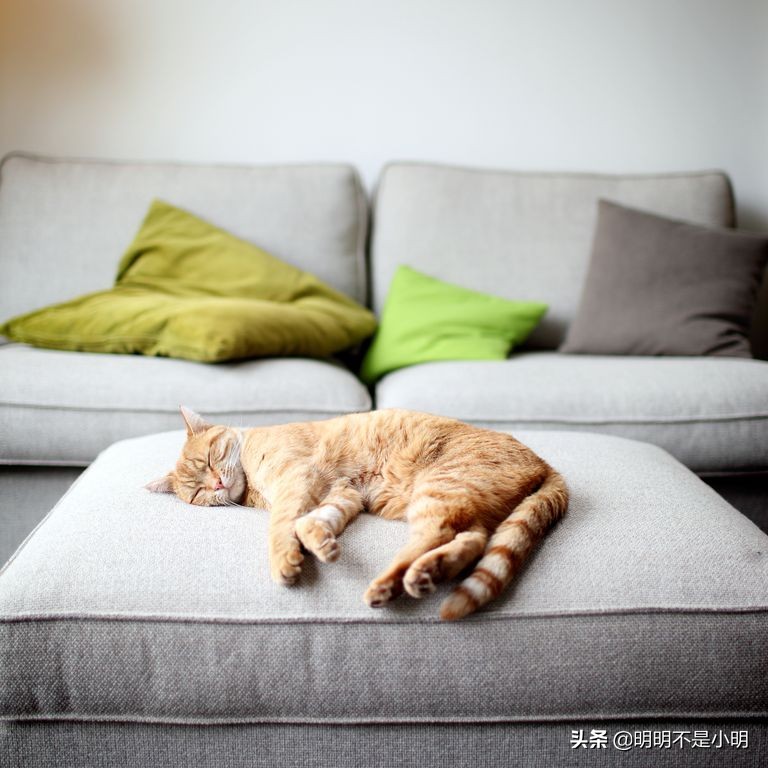 11岁的孩子适合养什么宠物,有孩子的家庭适合养什么宠物