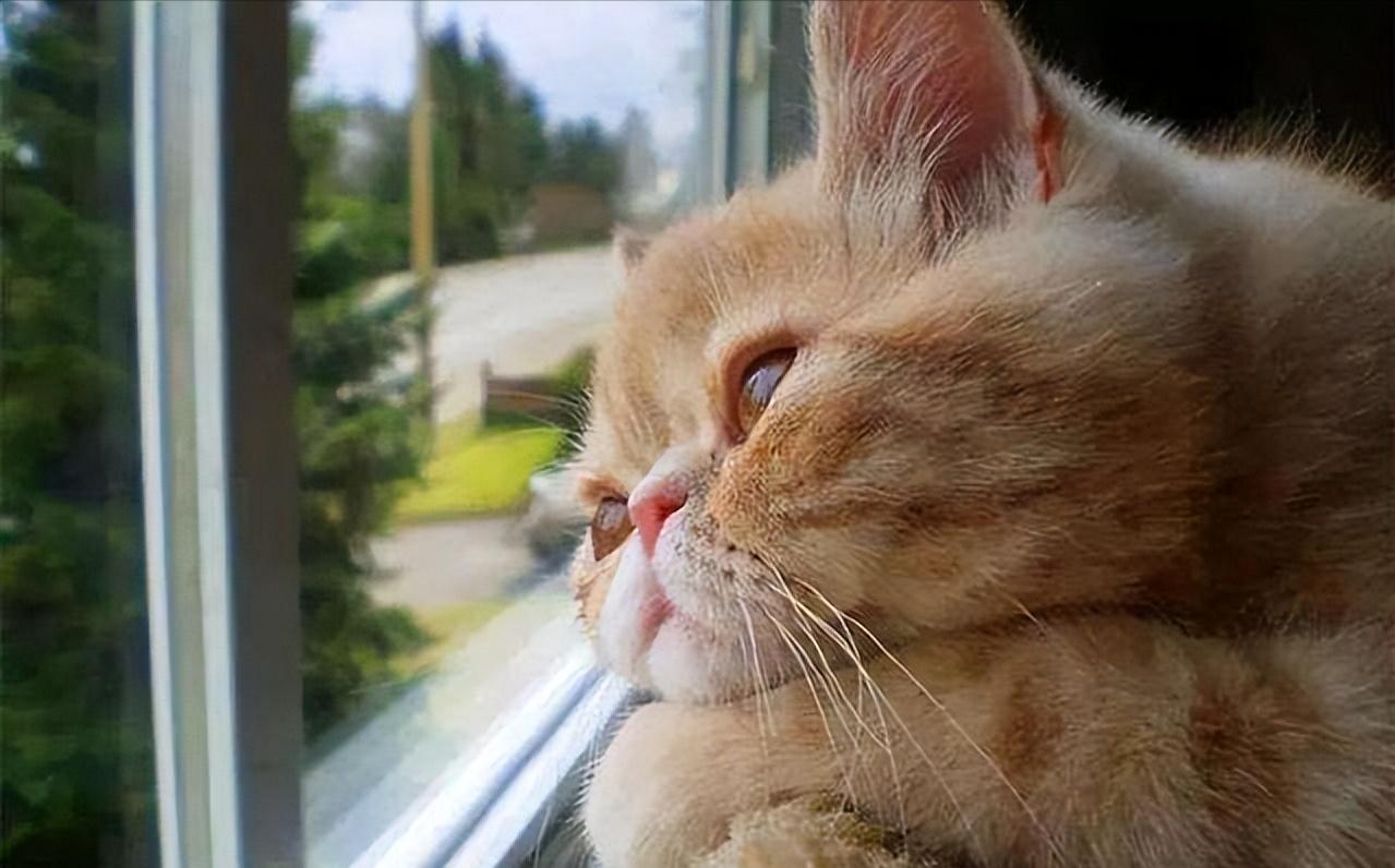 被养得好的猫咪会有哪些特征,有这几种行为的猫咪对你才是真爱