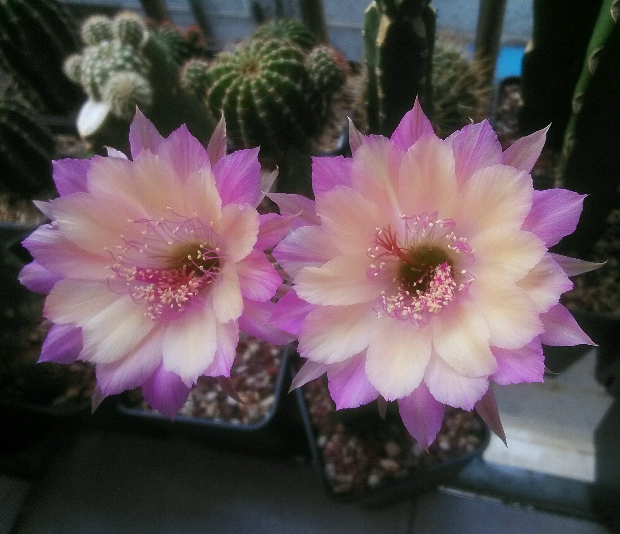 仙人球极光花,仙人球名中的极品